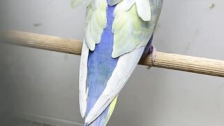Rainbow Budgies