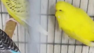 Exhibition Budgies