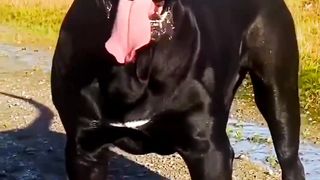Dangerous dog breed Presa Canario