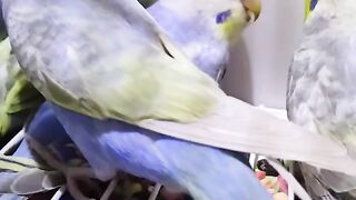 Rainbow Budgies