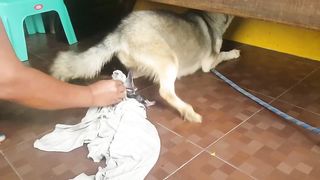 First time Siberian husky giving birth part 1