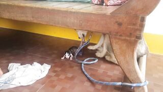 First time Siberian husky giving birth part
