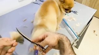 Cute dog