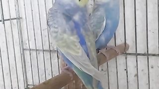 Rainbow Budgies