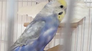 Rainbow Budgies