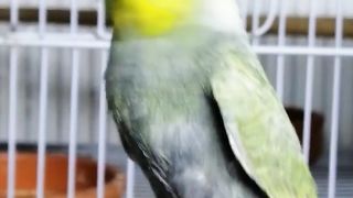 Rainbow Budgies