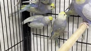 Budgies