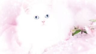#new#_cute_#cat#beautiful_#whatsapp_#status_#video_#for_#catlover