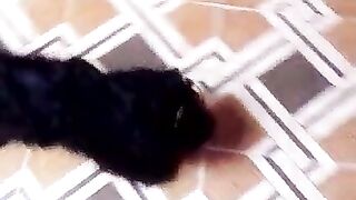 Beautiful dog