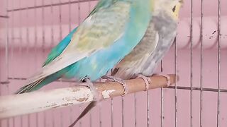 Rainbow Budgies