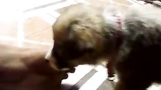 Super dog