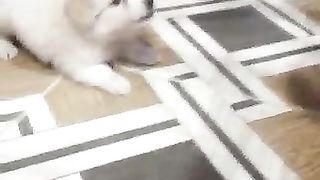 Good dog