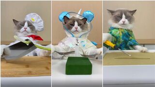 Cats make food 2022 '