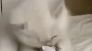 Funny cats