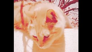Cute cat