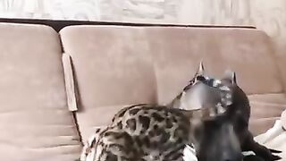 Funny animals - Funny cats / dogs - Funny animal videos 206