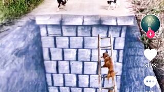 Funny dogs