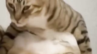 Funny cats and dogs
