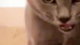 Best funny video