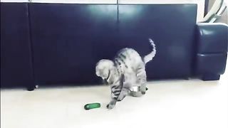 Hilarious cats