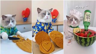 The little puff tiktok compilation| the cat master cheff #1