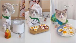The little puff tiktok compilation| the cat master cheff #3