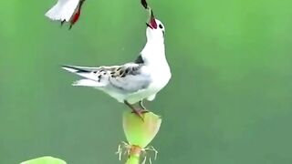Burung dara laut