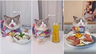 The little puff tiktok compilation| the cat master cheff #4