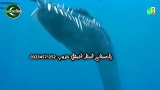 جانوروں کی ویڈیوز