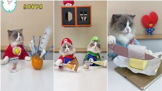 The little puff tiktok compilation| the cat master cheff #6