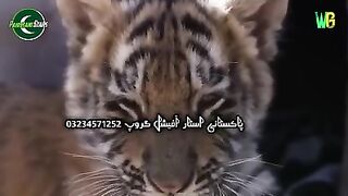 جانوروں کی ویڈیوز