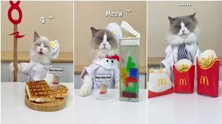 The little puff tiktok compilation| the cat make food #8