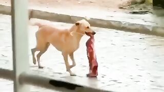 Funny videos funny jokes @tecnicalguru please subscribe to my channel guys