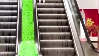 Funny Cat animals