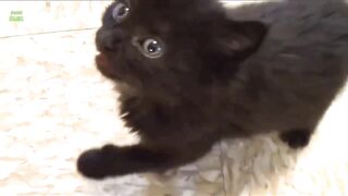 Funny kitten playing