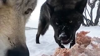 Wolf fight on food