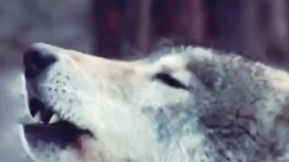 Wolve Style