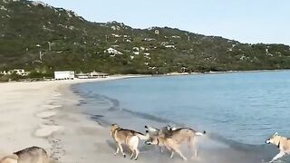 Wolves Seaside Playing