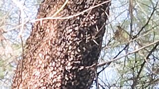 Big honey video ???? Låjáwāàb so great video