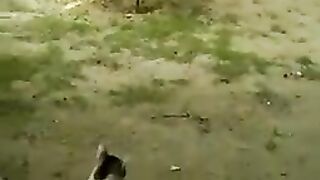Cat vs monkey funniest moment