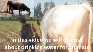 Importance Of Water For Animal and How To Give Water To Your Animals