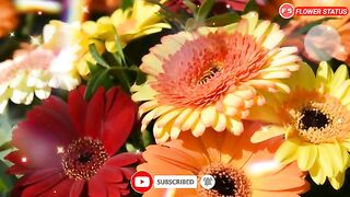 Flowers Vedio