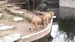 Smart_Lion_falls_into_water_FUNNY_Löwe_fällt_ins_Wasser(360p).