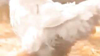 Hen playing with egg
