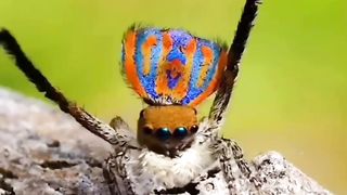 spider dance