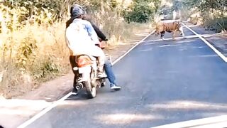 on tiger road