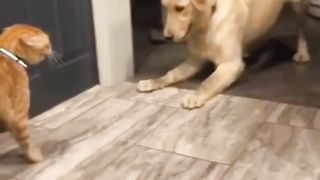 The dog troubled cat