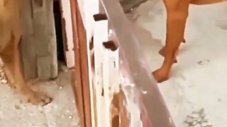 Funny comedy action video
