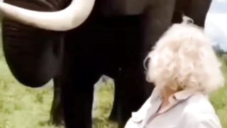 world biggest animal elephant