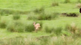 Animal Families and babies